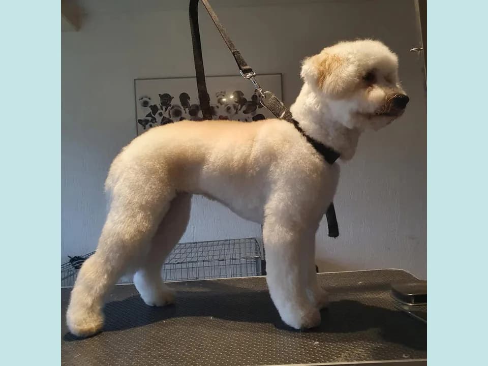 Doodle after treatment with a soft, tidy clip